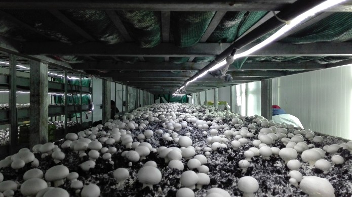 मशरूम के औषधीय गुण, जाने क्यों है इसे खाना सेहत के लिए वरदान