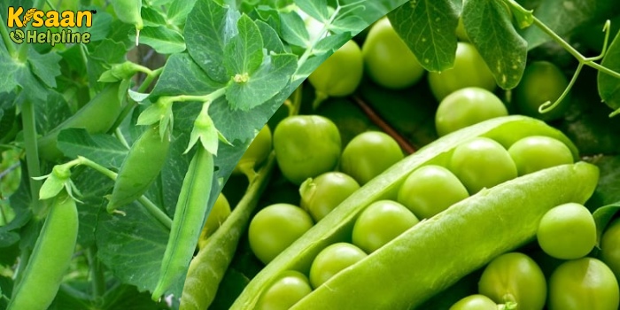 मटर की खेती करने वाले किसान भाई रखें इन बातों का ध्यान, होगी अच्छी पैदावार