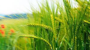 गेंहू की दो देसी किस्मों को अपनाये और श्रेष्ठ उत्पादन पाए