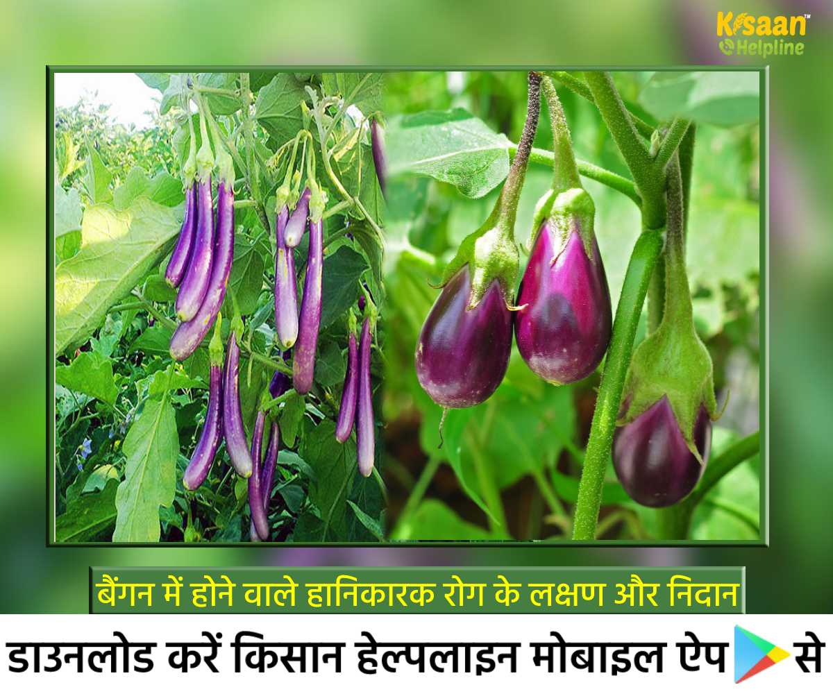 बैंगन की खेती: बैंगन की फसल में होने वाले हानिकारक रोग के लक्षण और निदान