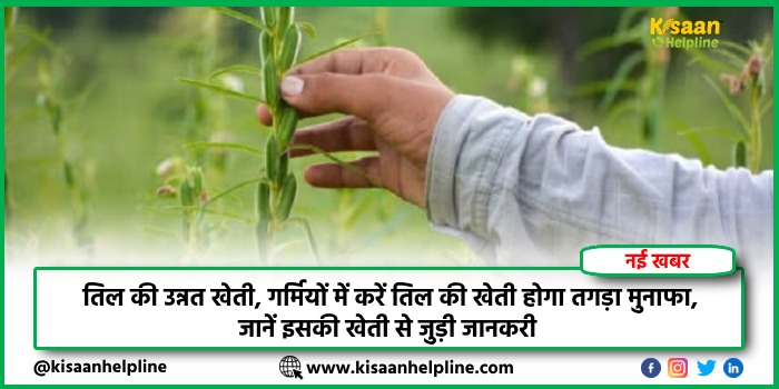 तिल की उन्नत खेती, गर्मियों में करें तिल की खेती होगा तगड़ा मुनाफा, जानें इसकी खेती से जुड़ी जानकारी