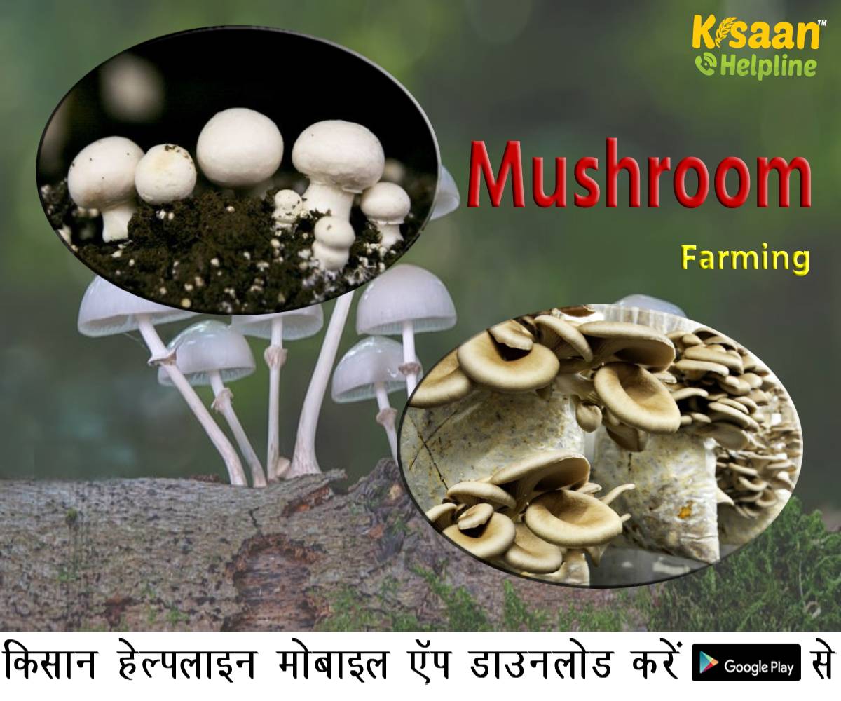 Mushroom Farming: आइये जानते है मशरूम उगाने की जानकारी एवं आय की गणना
