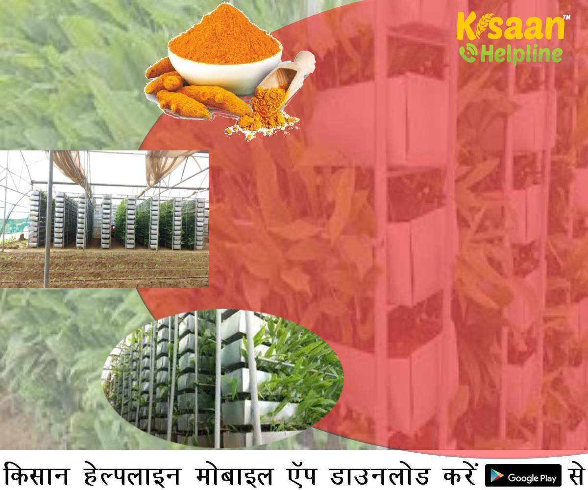 Vertical Farming: इज़राइली खेती तकनीक के साथ कमाएं करोड़ों रुपये, जानिए इस तकनीक, पूरी लागत और लाभ के बारे में