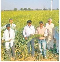 सरसों की फसल का लिया जायजा