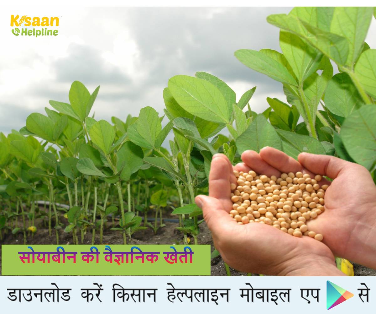 सोयाबीन की वैज्ञानिक खेती, जानिए सोयाबीन की उन्नत खेती के तौर-तरीके
