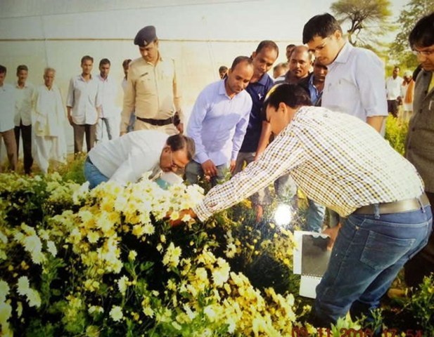 सेवंती के फूलों की खेती कैसे करें, जानें