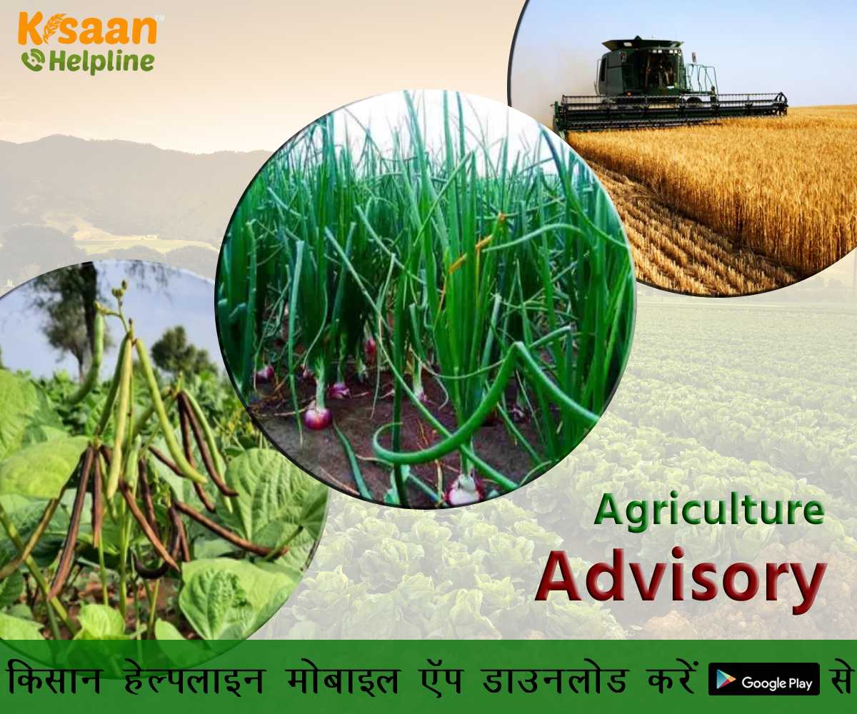 कृषि वैज्ञानिकों ने जारी की कृषि संबंधित सलाह, किसान भाई रखें इन बातों का विशेष ध्यान