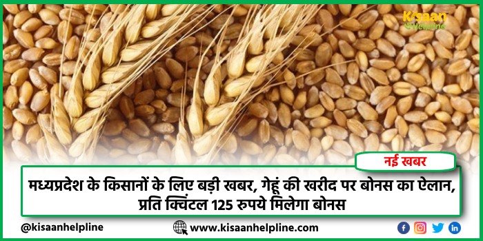 मध्यप्रदेश के किसानों के लिए बड़ी खबर, गेहूं की खरीद पर बोनस का ऐलान, प्रति क्विंटल 125 रुपये मिलेगा बोनस