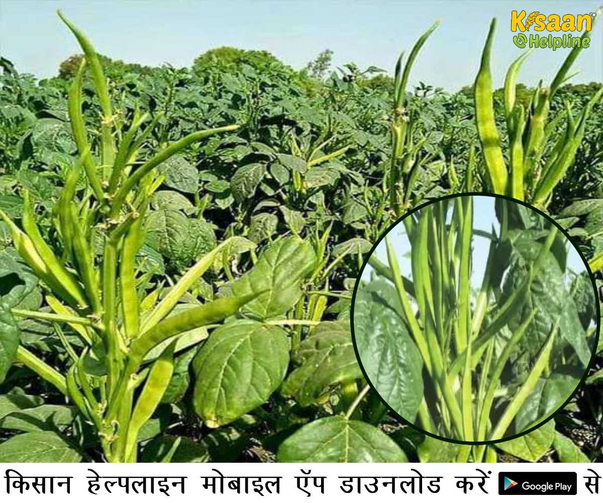 जानिए ग्वार फली की खेती का उन्नत तरीका और उन्नत किस्म