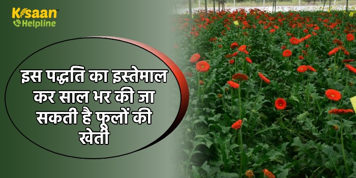इस पद्धति का इस्तेमाल कर साल भर की जा सकती है फूलों की खेती, सरकार दे रही है 50% अनुदान