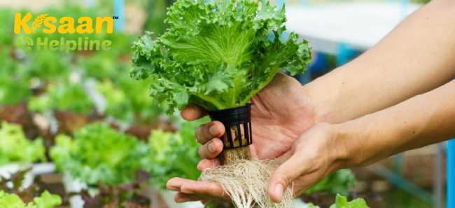 एक सफल हाइड्रोपोनिक फार्म व्यवसाय को कैसे शुरू करें?