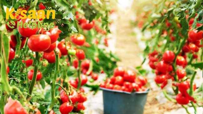 जानिए ग्रीनहाउस सीजन में टमाटर की खेती कैसे करें और इसकी उपज कैसे बढ़ाएं