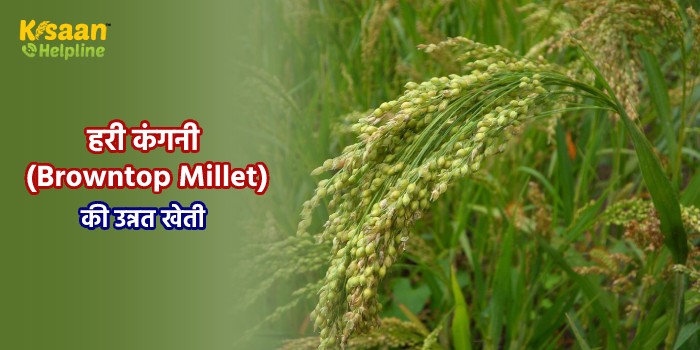Browntop Millets : हरी कंगनी की उन्नत खेती, जानिए हरी कंगनी की खेती से जुड़ी सम्पूर्ण जानकारी