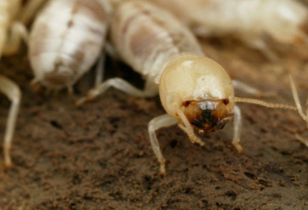 दीमक के फसल पर प्रभावी प्रकोप से बचने के उपाय और जानकारी