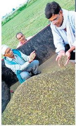 कुसिया गांव 5 एकड़ में 15 किलो उत्पादन लागत आई 35 हजार