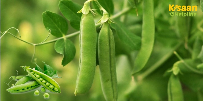 मटर की उन्नत खेती, मटर की अगेती किस्मों की बुवाई कर सकते है मध्य सितम्बर से मध्य अक्टूबर तक