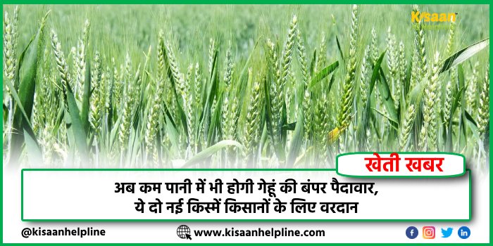 Wheat New Variety: अब कम पानी में भी होगी गेहूं की बंपर पैदावार, ये दो नई किस्में किसानों के लिए वरदान