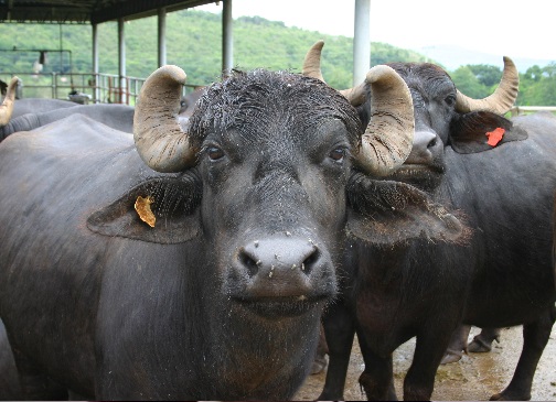 क्या आप जानते है, भैंस में गर्मी के तनाव को जानने के तरीके