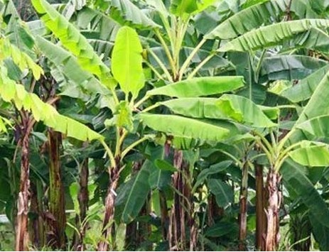  पौधे में पोटेशियम की कमी के लक्षण जाने, और उनका समाधान करे