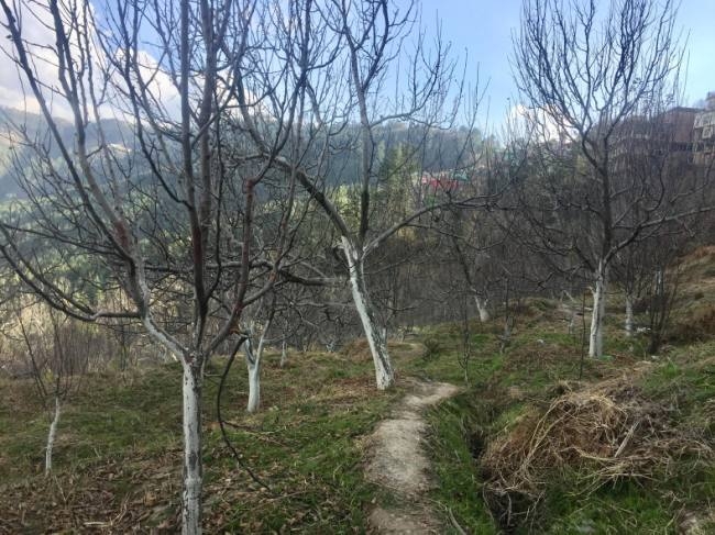 बारिश - बर्फबारी न होने से हुए बागवानी के काम प्रभावित