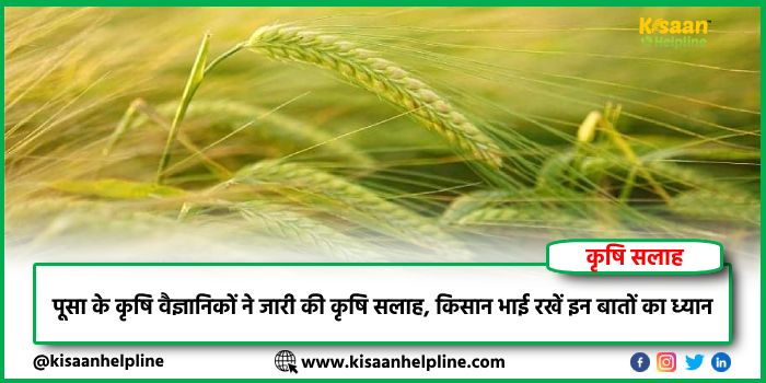 कृषि सलाह : पूसा के कृषि वैज्ञानिकों ने जारी की कृषि सलाह, किसान भाई रखें इन बातों का ध्यान