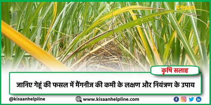 जानिए गेहूं की फसल में मैंगनीज की कमी के लक्षण और नियंत्रण के उपाय