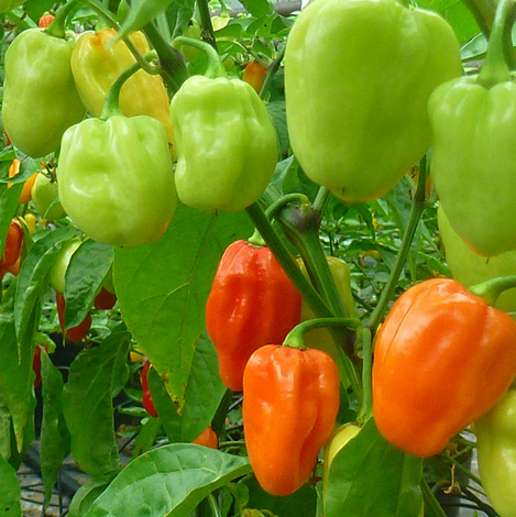 कैसे करें शिमला मिर्च फसल में कीट प्रबंधन, जानें