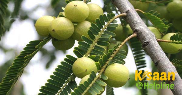 मधुर चाचा ने कैसे कमाए, बंजर भूमि में आंवला की खेती करके लाभ