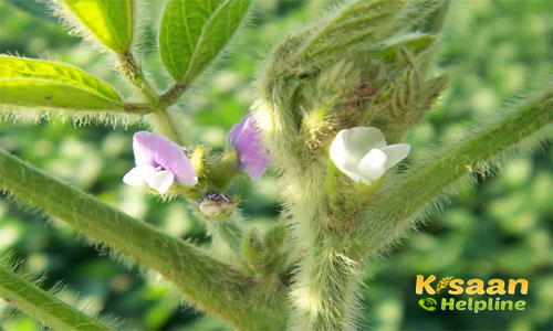 सोयाबीन की ये किस्म देगी कम समय में अच्छा उत्पादन जानिए सोयाबीन की यह किस्म