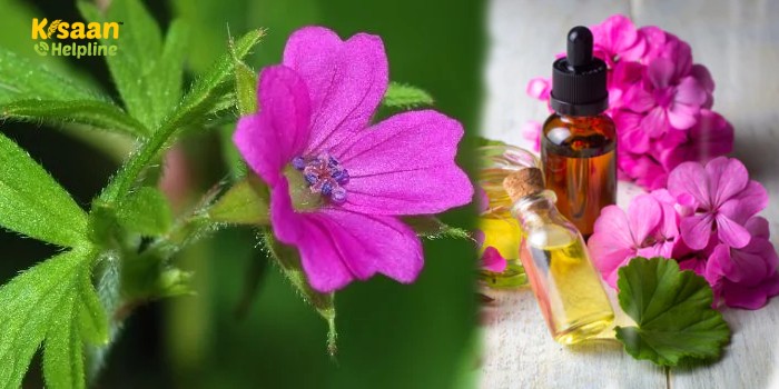 इस पौधे की खेती से होती है लाखों की कमाई, 20 हजार रूपये लीटर बिकता है इसका तेल