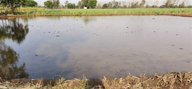 किसानों से की अपील, 13 जून से शुरू करें पनीरी की बिजाई