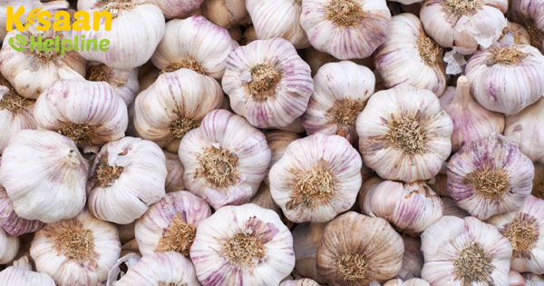 कोरोना वायरस: लहसुन की फसल तैयार, करोड़ों के कारोबार पर संकट