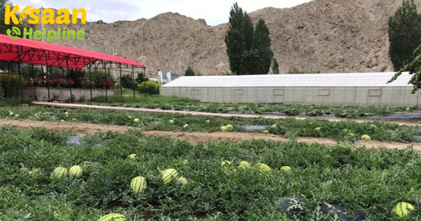 सिक्किम की तरह जैविक बनाने की तैयारी लद्दाख को, 'मोदी' योजना में 500 करोड़ मिले