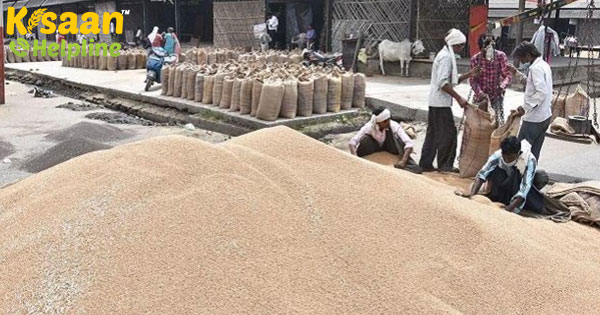 ग्राउंड रिपोर्ट: मुसीबत में है किसान, गेहूं खरीद में देरी आगे भी दर्द देगी