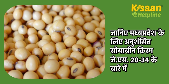 जानिए मध्यप्रदेश के लिए अनुशंसित सोयाबीन किस्म जे.एस. 20-34 के बारे में 