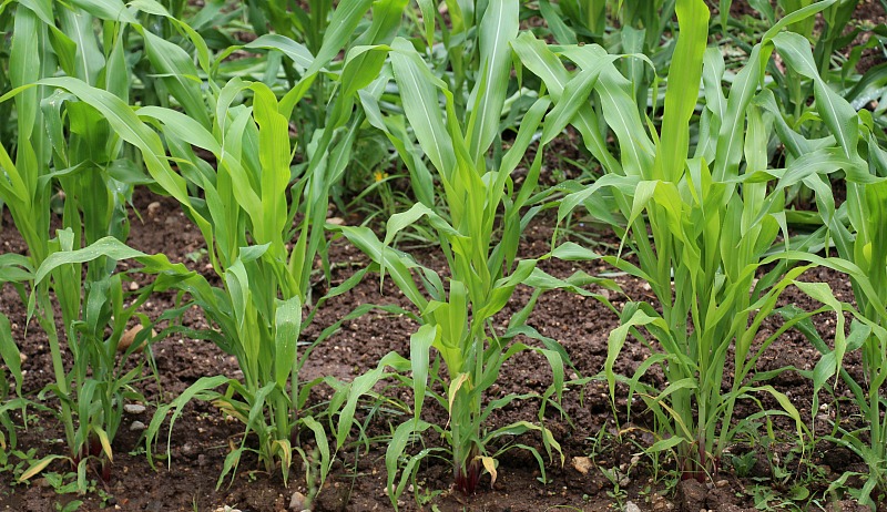 कृषि विभाग मक्का पर दे रहा है सब्सिडी, जाने पूरी जानकारी किसान हेल्पलाइन पर 