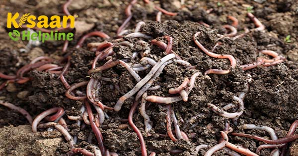 घर पर वर्मी कम्पोस्ट कैसे बनाएं? जानिए इसके बारे में पूरी विधि