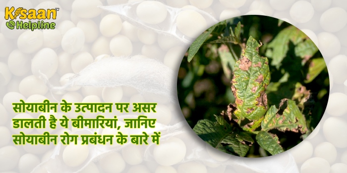 सोयाबीन के उत्पादन पर असर डालती है ये बीमारियां, जानिए सोयाबीन रोग प्रबंधन के बारे में