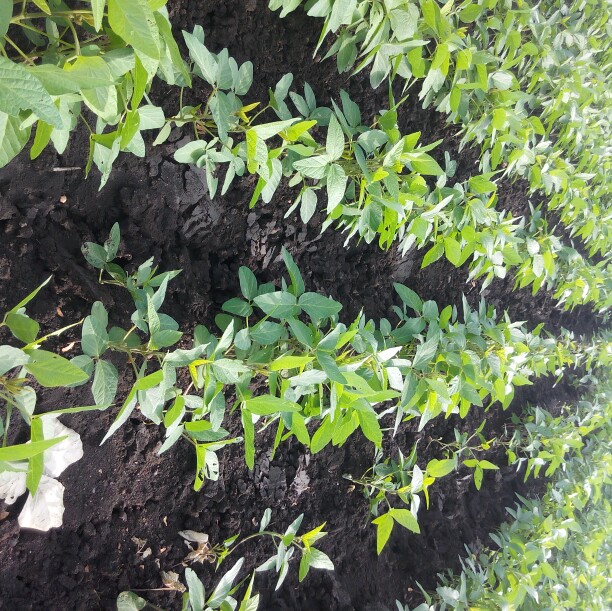 बारिश की आवश्यकता