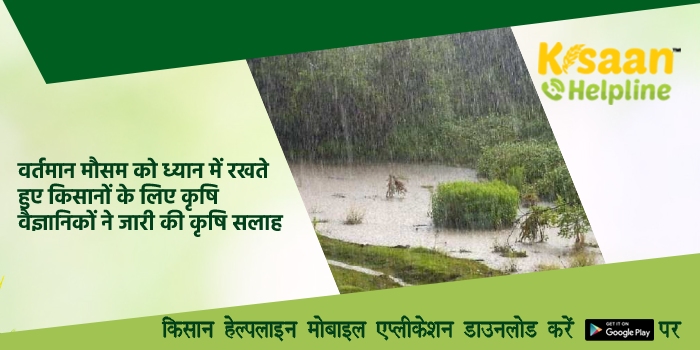 वर्तमान मौसम को ध्यान में रखते हुए किसानों के लिए कृषि वैज्ञानिकों ने जारी की कृषि सलाह