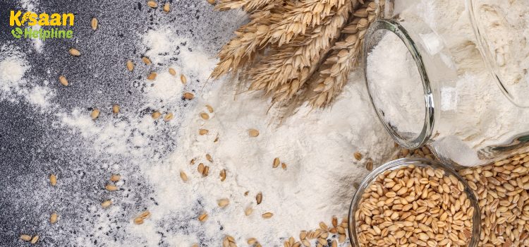 वैज्ञानिकों ने विकसित की गेहूं की ऐसी नई किस्म, जो रक्त शर्करा और मोटापे को करेगी नियंत्रित