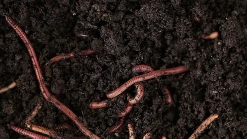 जानिए केंचुआ क्यों जरुरी है, आपकी जैविक खेती के लिए