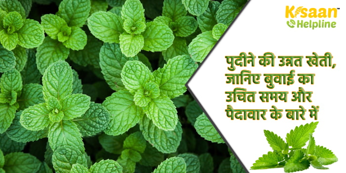 पुदीने की उन्नत खेती, जानिए बुवाई का उचित समय और पैदावार के बारे में 