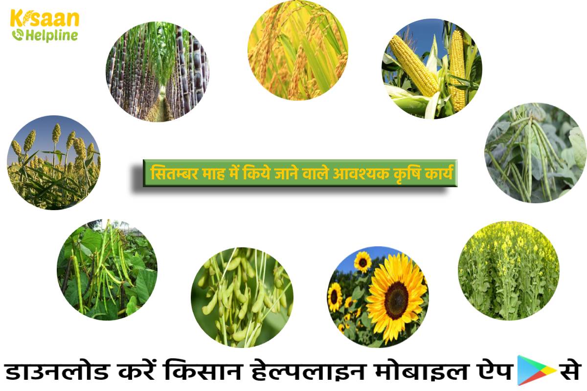 विशेष सलाह: सितम्बर माह में किये जाने वाले आवश्यक कृषि कार्य, जानिए कृषि कार्य के तरीके