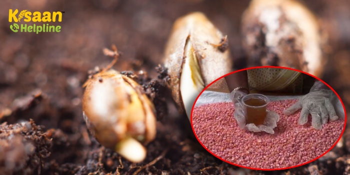 फसल की अच्छी उपज के लिए आवश्यक के बीजों का उपचार, जानिए बीज उपचार का महत्त्व और लाभ के बारे में