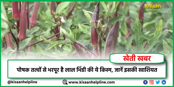 पोषक तत्वों से भरपूर है लाल भिंडी की ये किस्म, जानें इसकी खाशियत