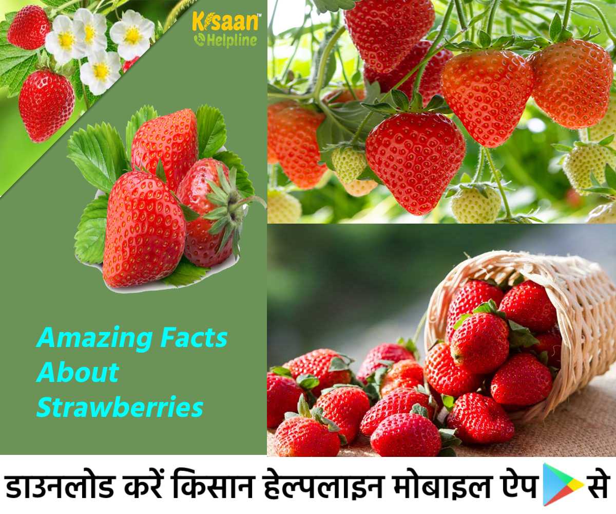 रोचक तथ्य: जानिए स्ट्रॉबेरी के बारे में आश्चर्यजनक तथ्य