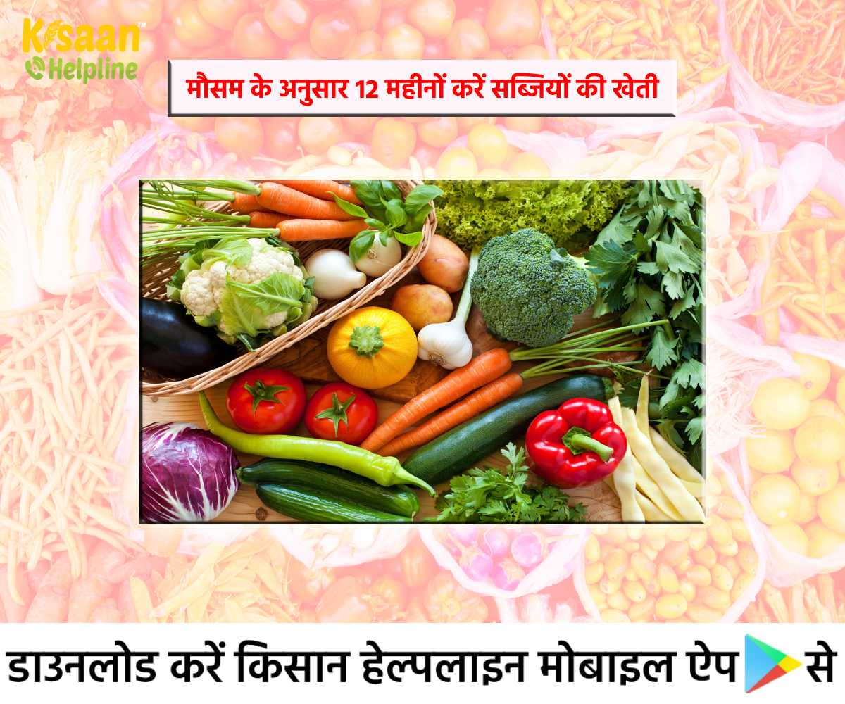 Vegetable Farming: किसान भाई मौसम के अनुसार 12 महीनों करें सब्जियों की खेती