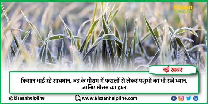 किसान भाई रहे सावधान, ठंड के मौसम में फसलों से लेकर पशुओं का भी रखें ध्यान, जानिए मौसम का हाल