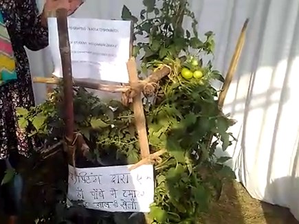 एक ही पौधे से पैदा किये टमाटर और आलू, इसे कहते है टॉमटैटो प्लांट